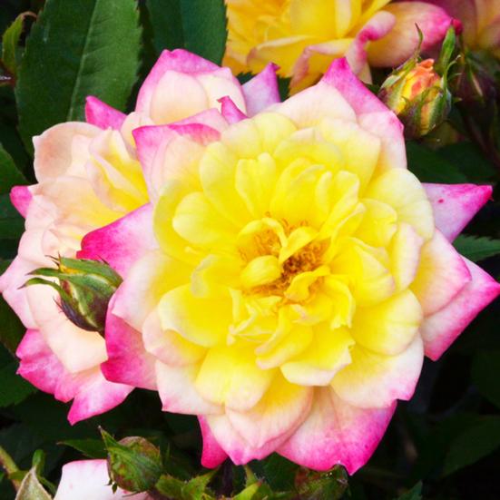 Основные особенности и характеристики розы Бэби Маскарад